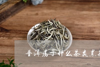 普洱属于什么茶类黑茶/2023061406148