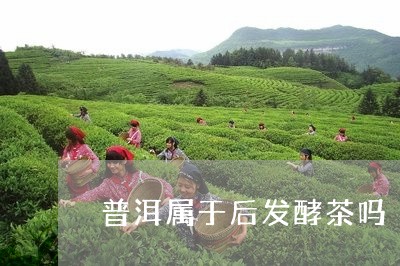 普洱属于后发酵茶吗/2023042851605