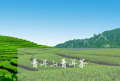 普洱山普洱茶/2023042847544