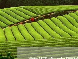 普洱市中国普洱茶节/2023070904279