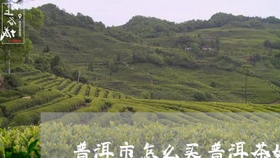 普洱市怎么买普洱茶好呢/2023102471713