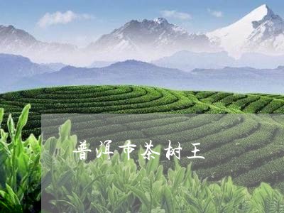 普洱市茶树王/2023042974285