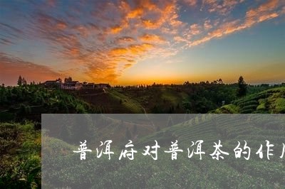 普洱府对普洱茶的作用/2023062852614