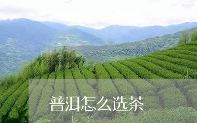 普洱怎么选茶/2023042934811