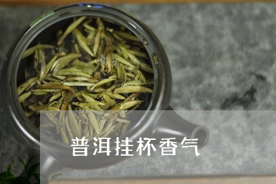 普洱挂杯香气/2023090758380