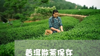 普洱散茶保存/2023042954965