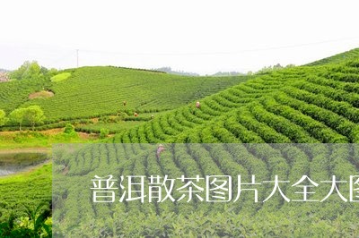 普洱散茶图片大全大图/2023092529471