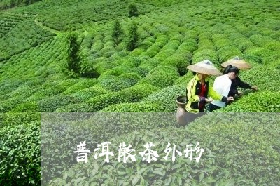 普洱散茶外形/2023042910960