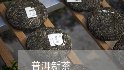 普洱新茶/2023110857363