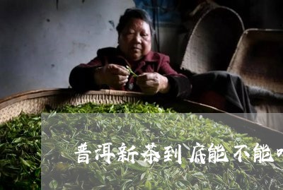 普洱新茶到底能不能喝/2023092500693