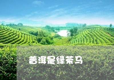 普洱是绿茶马/2023090738158