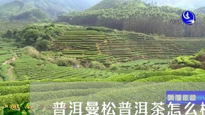 普洱曼松普洱茶怎么样/2023100767946