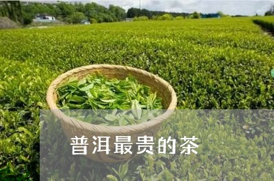 普洱最贵的茶/2023090774149