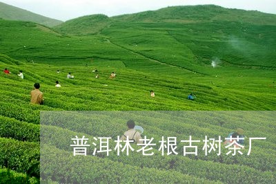 普洱林老根古树茶厂/2023042808381