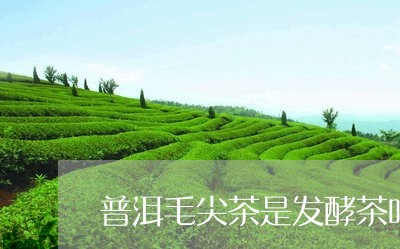 普洱毛尖茶是发酵茶吗/2023092594947