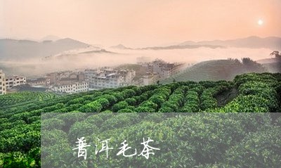 普洱毛茶/2023110848416