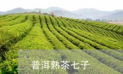 普洱熟茶七子/2023090739371