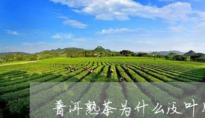 普洱熟茶为什么没叶片/2023092495148