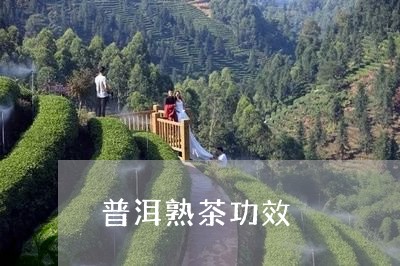 普洱熟茶功效/2023042948151