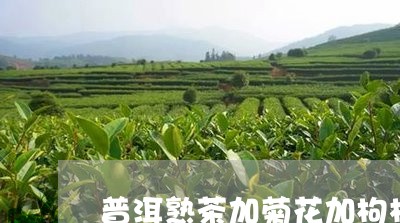 普洱熟茶加菊花加枸杞/2023092564037