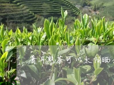 普洱熟茶可以太阳晒么/2023092494049