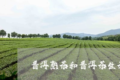 普洱熟茶和普洱茶生茶/2023062861482