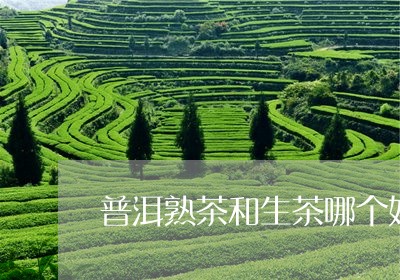 普洱熟茶和生茶哪个好一点呢/2023052971502