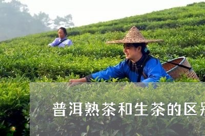 普洱熟茶和生茶的区别与功效/2023052994028