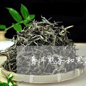 普洱熟茶和黑茶一样吗/2023061332816