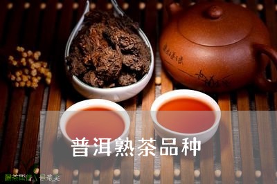 普洱熟茶品种/2023042996890