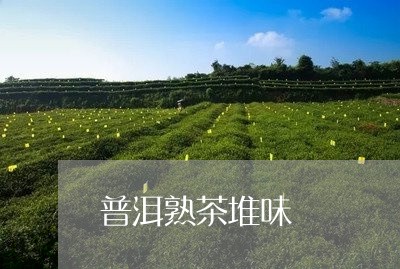 普洱熟茶堆味/2023090762837