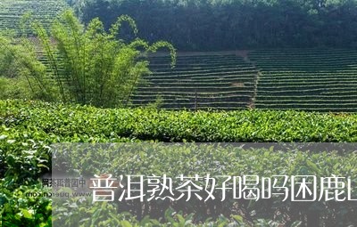 普洱熟茶好喝吗困鹿山普洱茶价格/2023060252704