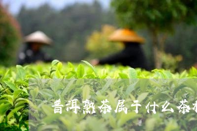 普洱熟茶属于什么茶种/2023061447263