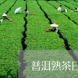 普洱熟茶日常喝怎么泡/2023061398049