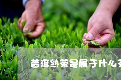 普洱熟茶是属于什么茶/2023092589695