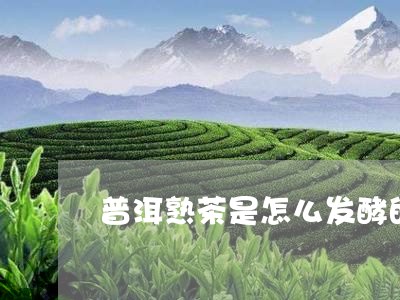 普洱熟茶是怎么发酵的/2023092471786