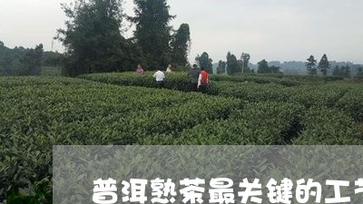 普洱熟茶最关键的工艺/2023092591585