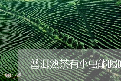 普洱熟茶有小虫能喝吗/2023061338270