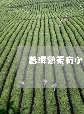 普洱熟茶有小虫能喝吗/2023092454138