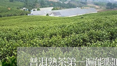 普洱熟茶第一遍能喝吗/2023092480625