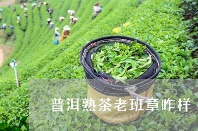 普洱熟茶老班章咋样/2023042750503