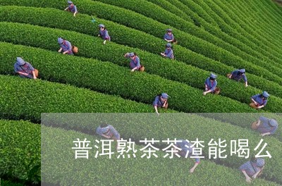 普洱熟茶茶渣能喝么/2023042784870