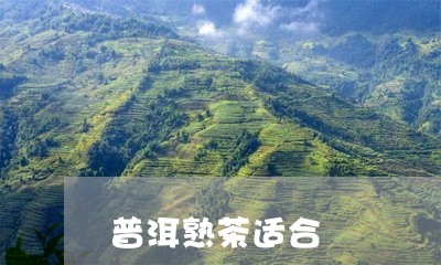 普洱熟茶适合/2023042957935