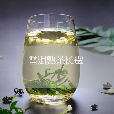 普洱熟茶长霉/2023090768384