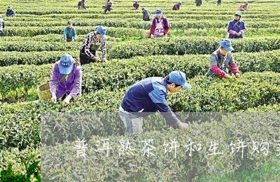 普洱熟茶饼和生饼购买藏/2023061387352