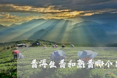 普洱生普和熟普哪个更适合你/2023052824939