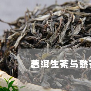 普洱生茶与熟茶的区别在哪里/2023052738392