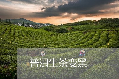 普洱生茶变黑/2023090796138