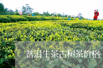 普洱生茶古树茶价格/2023042738585