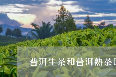 普洱生茶和普洱熟茶口感特点/2023052700381